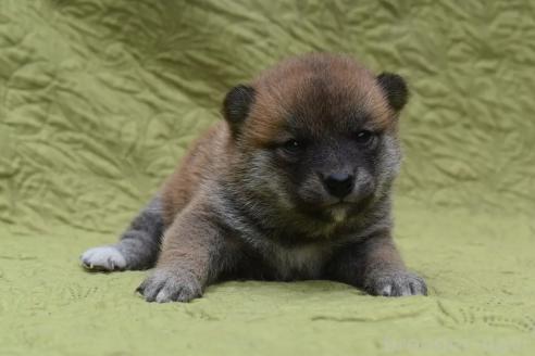 販売中の熊本県の柴犬-395951の4枚目
