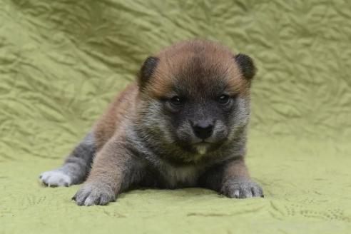 販売中の熊本県の柴犬-395951の3枚目