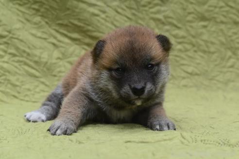 販売中の熊本県の柴犬-395951の2枚目