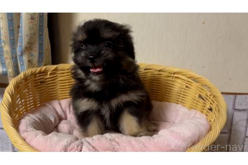 商談中の岡山県のミックス犬-386074の2枚目