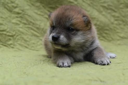 販売中の熊本県の柴犬-395955の3枚目