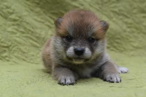 販売中の熊本県の柴犬-395955の1枚目