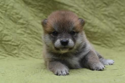 販売中の熊本県の柴犬-395955の2枚目
