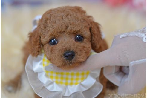 販売中の埼玉県のミックス犬-392949の13枚目