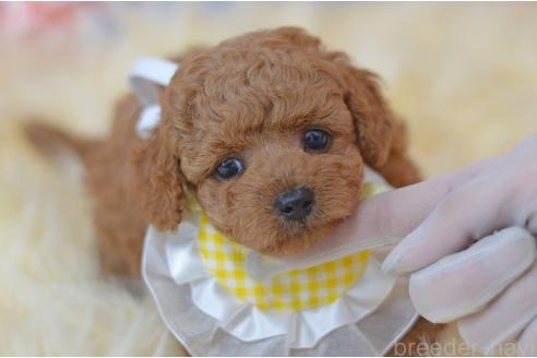 販売中の埼玉県のミックス犬-392949の12枚目