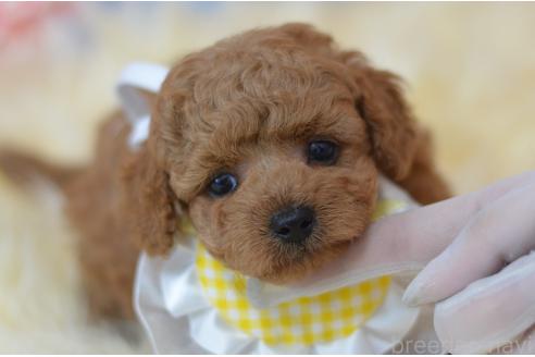 販売中の埼玉県のミックス犬-392949の11枚目