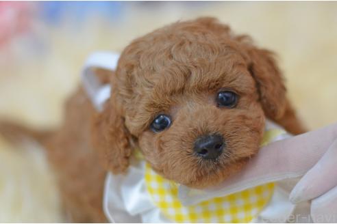 販売中の埼玉県のミックス犬-392949の10枚目