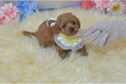 販売中の埼玉県のミックス犬-392949の9枚目