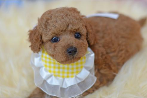 販売中の埼玉県のミックス犬-392949の8枚目