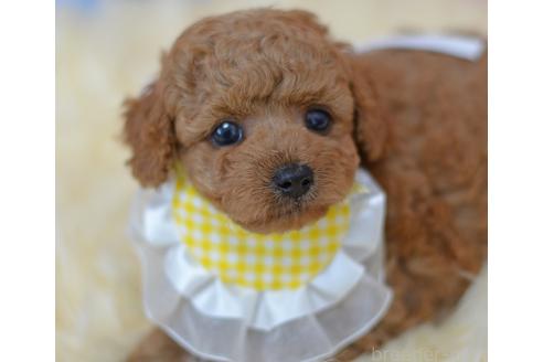 販売中の埼玉県のミックス犬-392949の7枚目