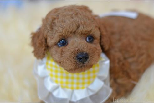 販売中の埼玉県のミックス犬-392949の6枚目