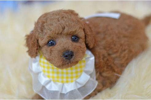 販売中の埼玉県のミックス犬-392949の5枚目