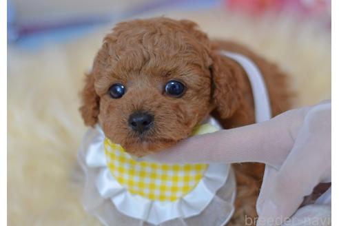 販売中の埼玉県のミックス犬-392949の4枚目