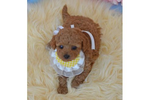 販売中の埼玉県のミックス犬-392949の3枚目