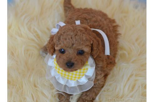 販売中の埼玉県のミックス犬-392949の2枚目