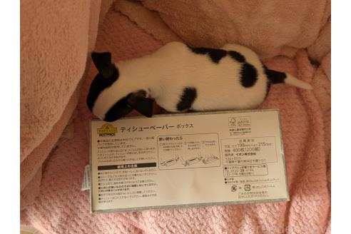 成約済の静岡県のチワワ(スムースコート)-388228の3枚目