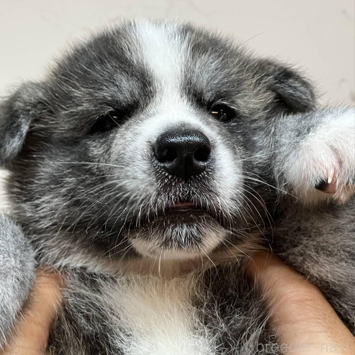 成約済の富山県の秋田犬-395967