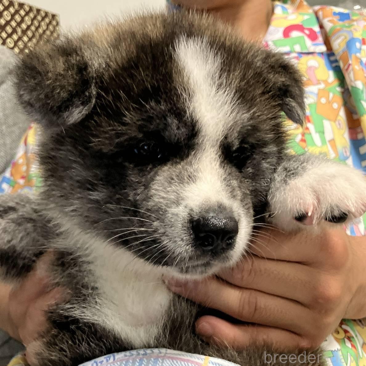 成約済の富山県の秋田犬-395967の4枚目