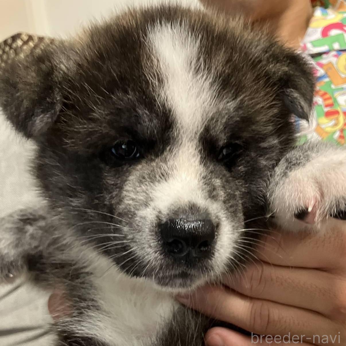 成約済の富山県の秋田犬-395967の3枚目