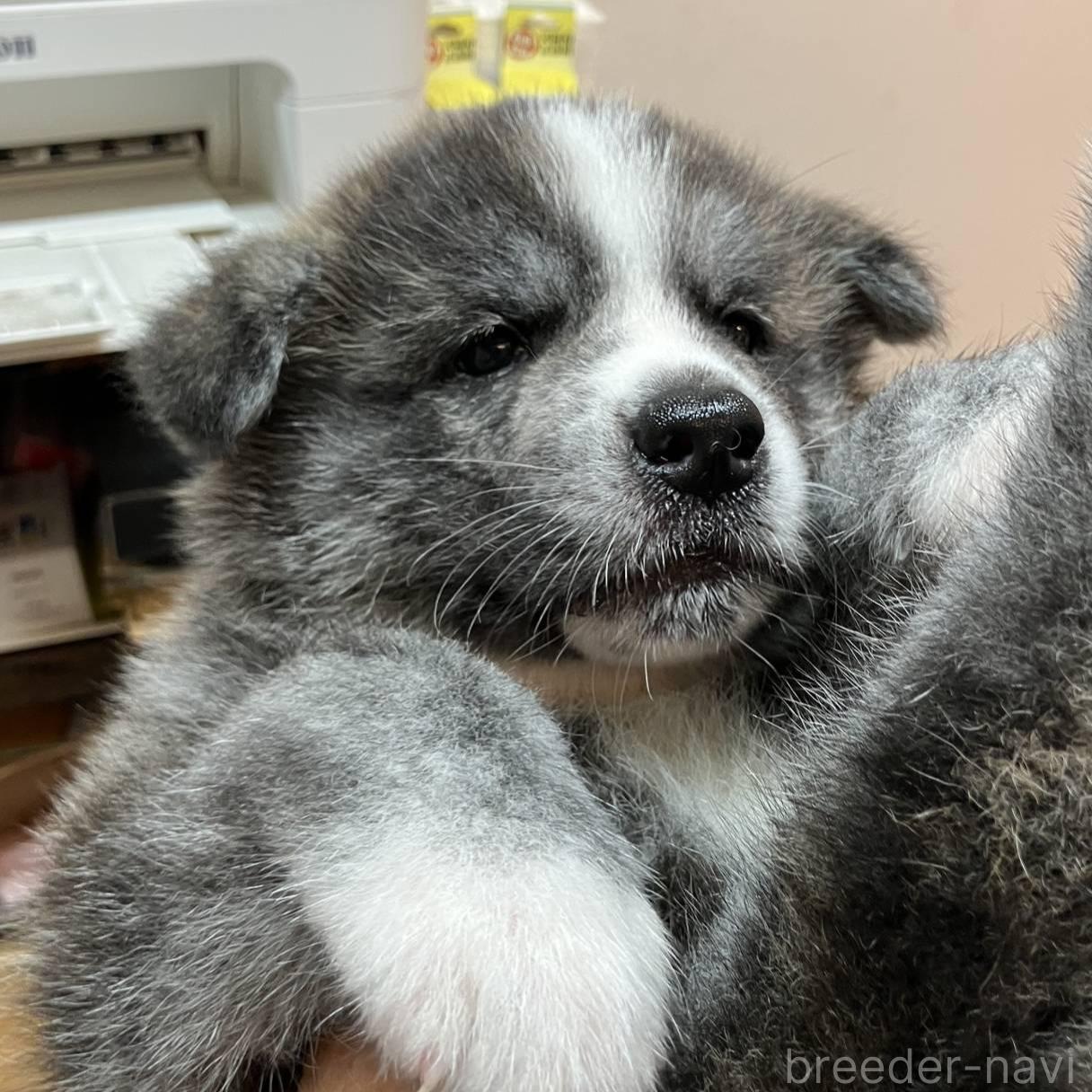 成約済の富山県の秋田犬-395967の2枚目