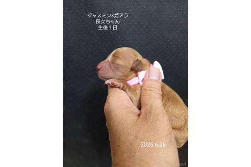 販売中の大阪府のタイニープードル-395982の6枚目