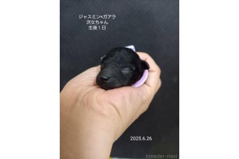 販売中の大阪府のタイニープードル-395983の5枚目