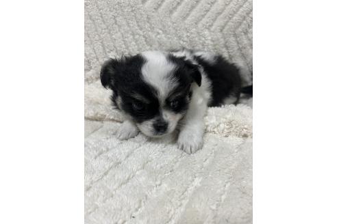 販売中の愛知県のチワワ(ロングコート)-396005の1枚目