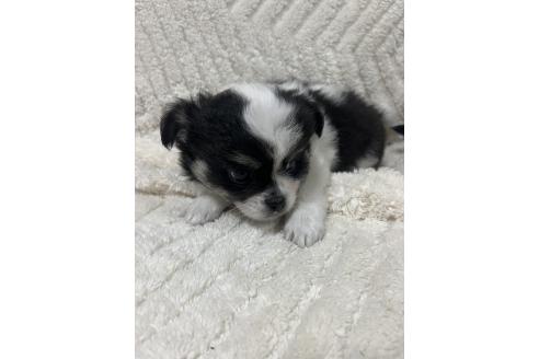 販売中の愛知県のチワワ(ロングコート)-396005の3枚目