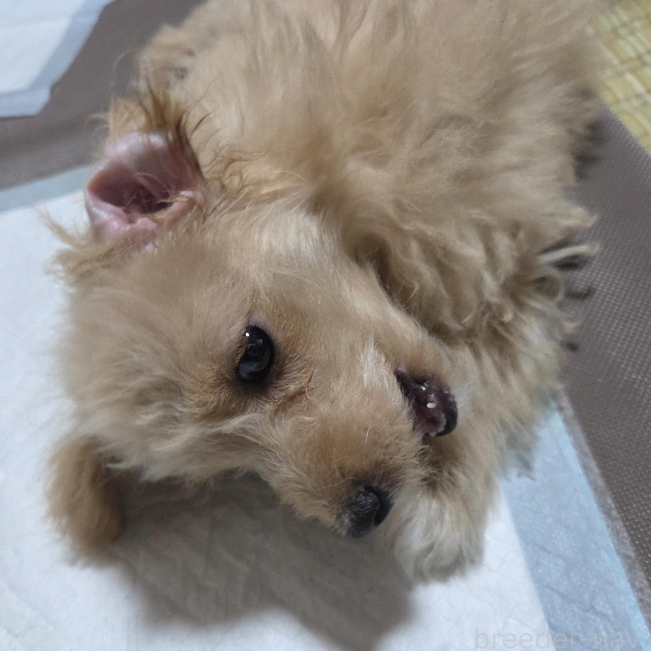 販売中の神奈川県のマルプー:マルチーズ×トイプードル-384810の5枚目