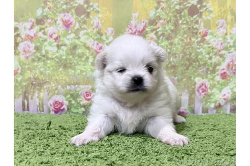 販売中の埼玉県のミックス犬-394109の3枚目