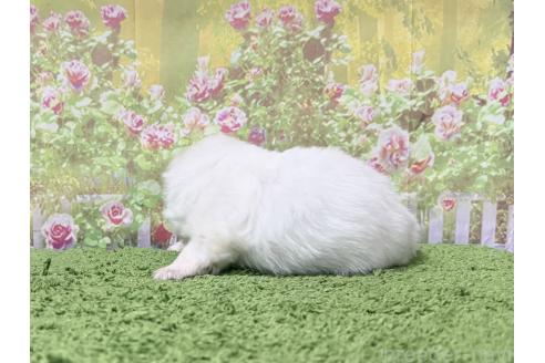 販売中の埼玉県のミックス犬-394109の2枚目