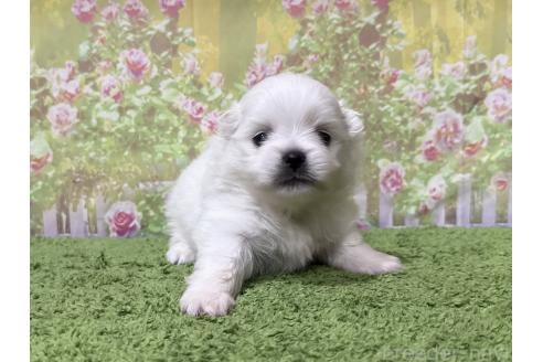 販売中の埼玉県のミックス犬-394110の1枚目