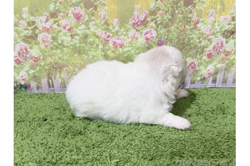販売中の埼玉県のミックス犬-394110の2枚目