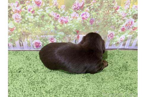 販売中の埼玉県のミニチュアダックスフンド(ロングヘアード)-396017の3枚目