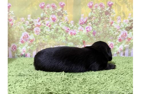 販売中の埼玉県のミニチュアダックスフンド(ロングヘアード)-396018の2枚目