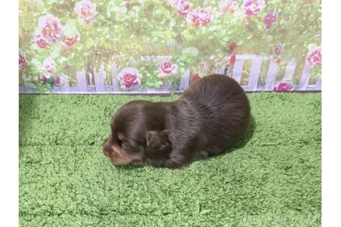 販売中の埼玉県のミニチュアダックスフンド(ロングヘアード)-396020の3枚目