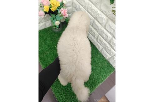 販売中の岡山県のスタンダードプードル-396021の2枚目