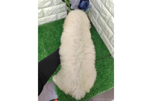 販売中の岡山県のスタンダードプードル-396022の2枚目