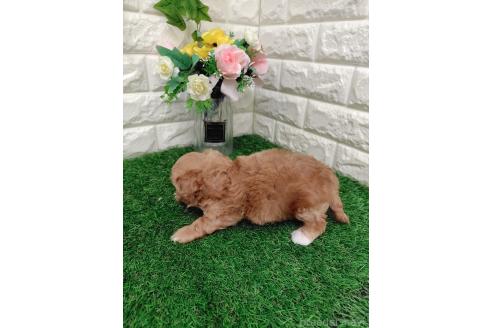 商談中の岡山県のマルプー:マルチーズ×トイプードル-396023の9枚目