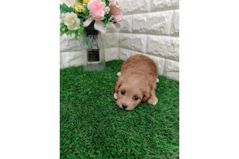 商談中の岡山県のマルプー:マルチーズ×トイプードル-396023の3枚目