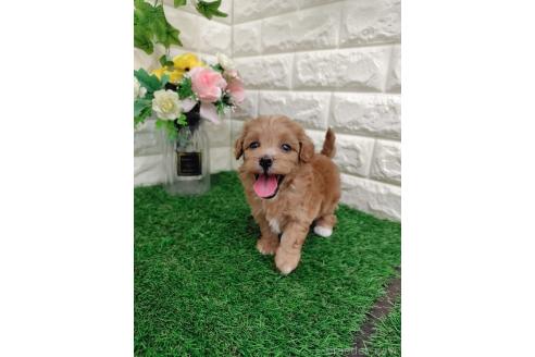 商談中の岡山県のマルプー:マルチーズ×トイプードル-396023の2枚目