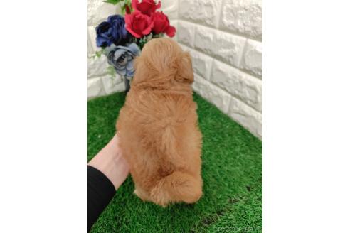 商談中の岡山県のマルプー:マルチーズ×トイプードル-396024の2枚目