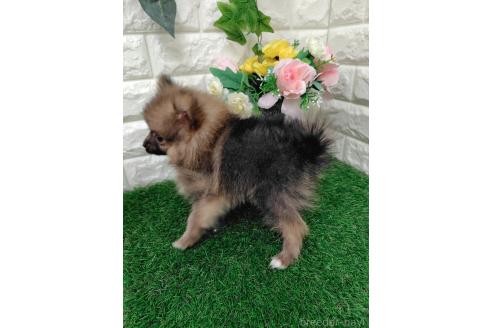 販売中の岡山県のポメラニアン-396027の3枚目