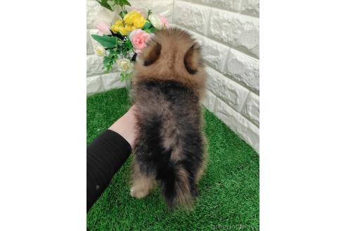 販売中の岡山県のポメラニアン-396027の2枚目