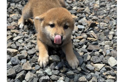 成約済の岡山県の柴犬-388237の3枚目