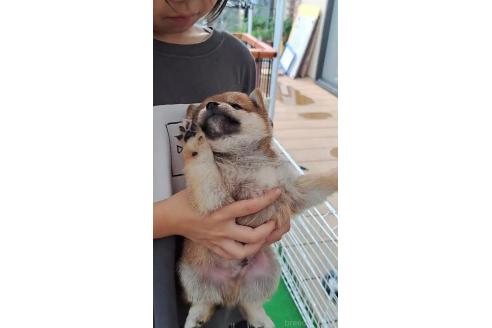 販売中の熊本県の豆柴-396043の3枚目