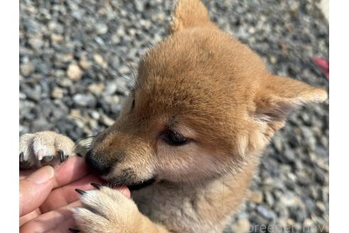成約済の岡山県の柴犬-388237の2枚目