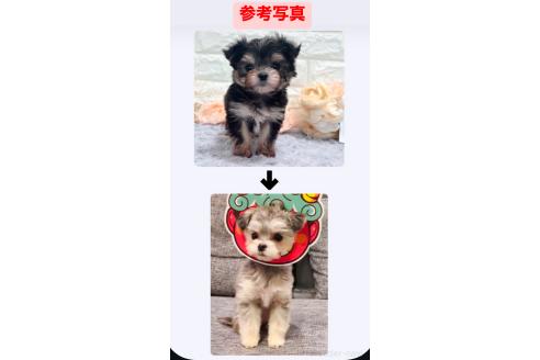 販売中の福岡県のチワマル:チワワ×マルチーズ-386022の38枚目