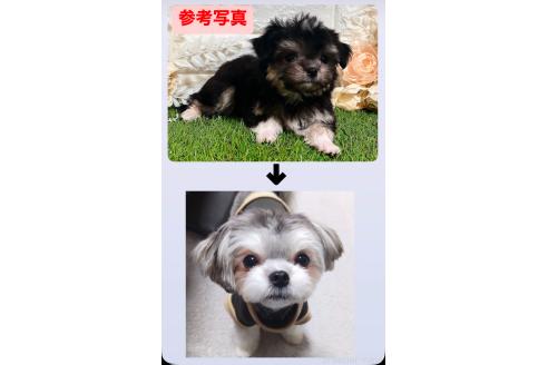 販売中の福岡県のチワマル:チワワ×マルチーズ-386022の37枚目