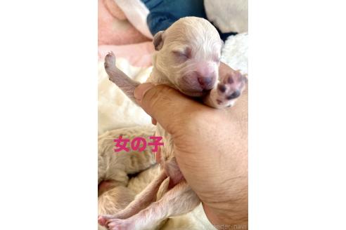 販売中の東京都のミックス犬-396052の7枚目